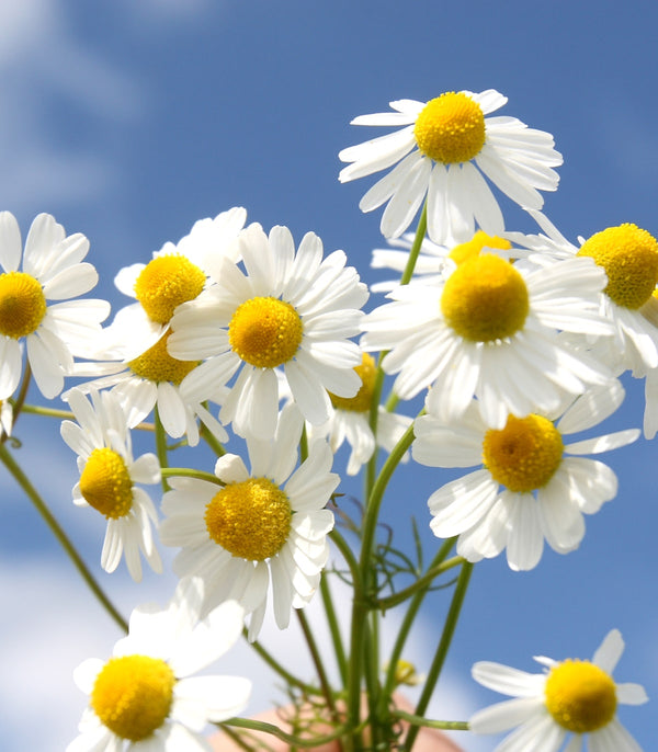 calming chamomile herb flowers on blue background